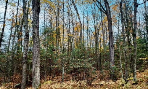 5.2 Acre Wooded Retreat in Forest County, WI