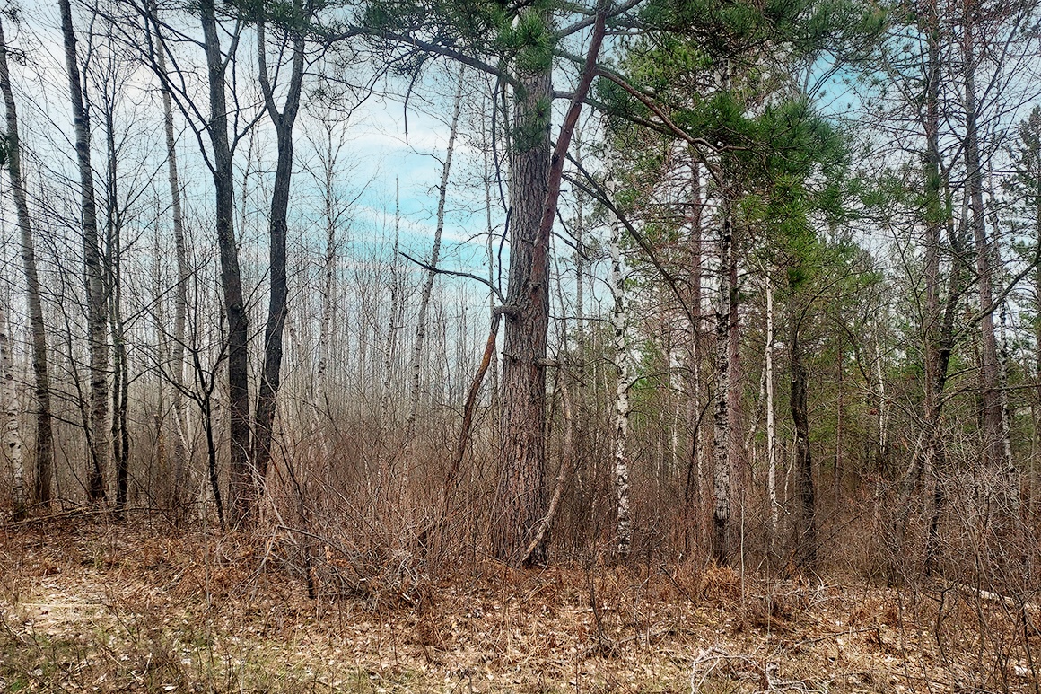 Wisconsin Camping Land for Sale Thousand Lakes Realty