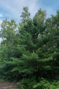 Northern Wisconsin land for sale near Hayward, WI