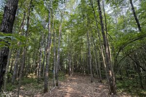 Recreational land for sale near Tuscobia Trail in Northern Wisconsin