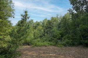 Recreational land for sale near Tuscobia Trail in Northern Wisconsin