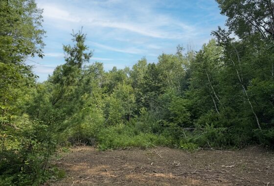 Recreational land for sale near Tuscobia Trail in Northern Wisconsin