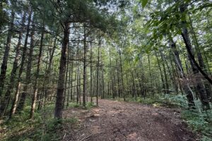 Recreational land for sale near Tuscobia Trail in Northern Wisconsin