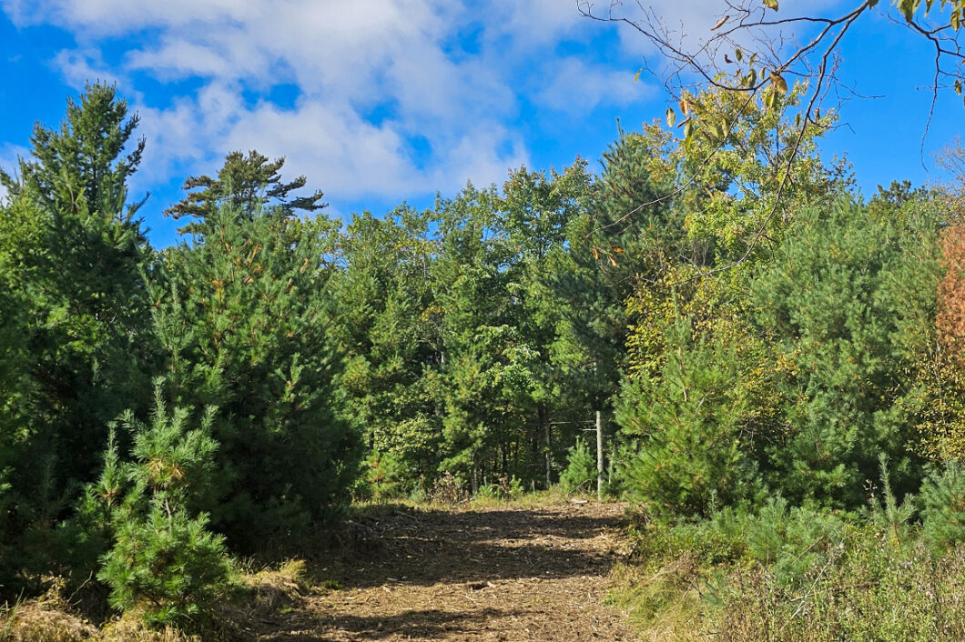 2. Private 9-acre wooded property for sale near the Eau Claire Chain of Lakes