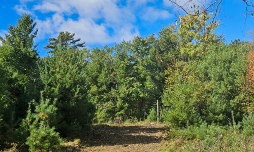 2. Private 9-acre wooded property for sale near the Eau Claire Chain of Lakes
