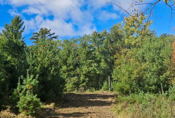 2. Private 9-acre wooded property for sale near the Eau Claire Chain of Lakes