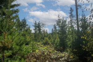 2. Private 9-acre wooded property for sale near the Eau Claire Chain of Lakes