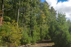 2. Private 9-acre wooded property for sale near the Eau Claire Chain of Lakes