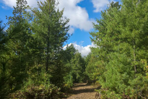 2. Private 9-acre wooded property for sale near the Eau Claire Chain of Lakes