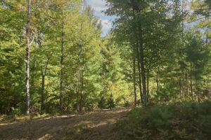 2. Private 9-acre wooded property for sale near the Eau Claire Chain of Lakes
