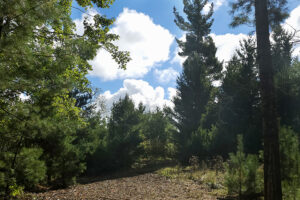2. Private 9-acre wooded property for sale near the Eau Claire Chain of Lakes