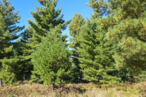 Land for sale near Solon Springs, WI with Access to Lakes, Trails & Public Land!