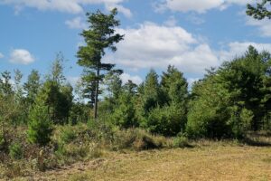 Land for sale near Solon Springs, WI with Access to Lakes, Trails & Public Land!