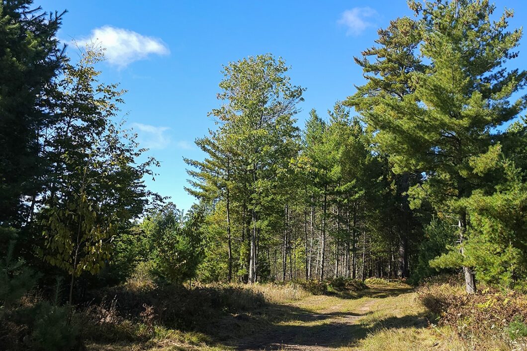 Northern WI land for sale surrounded by public hunting land