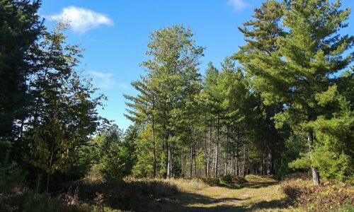 Northern WI land for sale surrounded by public hunting land