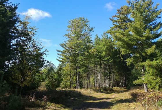 Northern WI land for sale surrounded by public hunting land