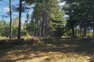 Land for sale near Solon Springs, WI with Access to Lakes, Trails & Public Land!