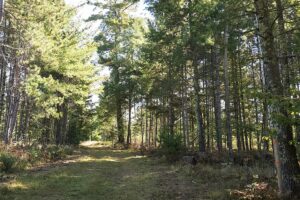 Land for sale near Solon Springs, WI with Access to Lakes, Trails & Public Land!