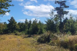 Land for sale near Solon Springs, WI with Access to Lakes, Trails & Public Land!