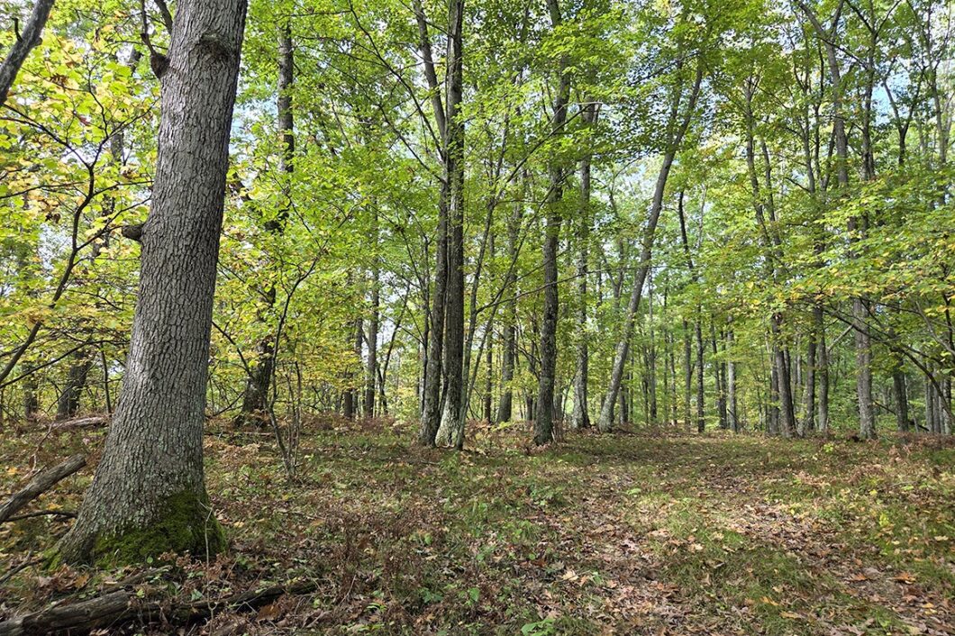 Land for sale near Amberg, WI, just minutes from the Peshtigo River State Forest.