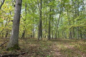 Land for sale near Amberg, WI, just minutes from the Peshtigo River State Forest.