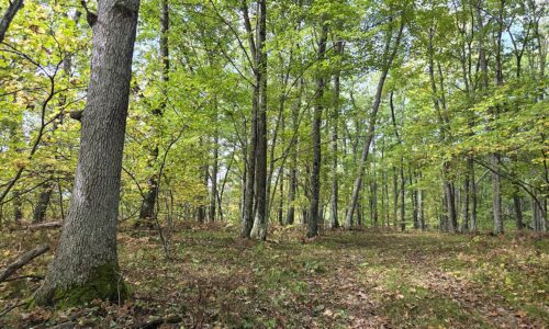 Land for sale near Amberg, WI, just minutes from the Peshtigo River State Forest.