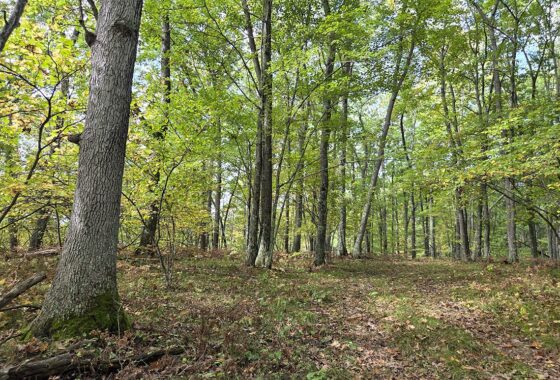 Land for sale near Amberg, WI, just minutes from the Peshtigo River State Forest.