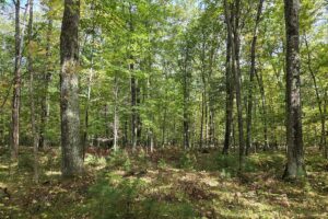 Land for sale near Amberg, WI, just minutes from the Peshtigo River State Forest.
