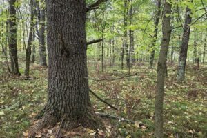 Land for sale near Amberg, WI, just minutes from the Peshtigo River State Forest.