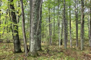 Land for sale near Amberg, WI, just minutes from the Peshtigo River State Forest.