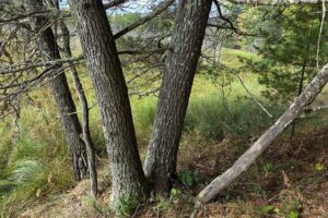 Land for sale near Amberg, WI, just minutes from the Peshtigo River State Forest.
