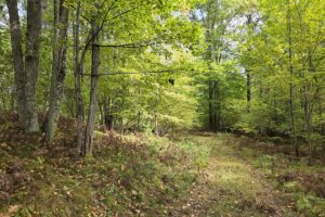 Land for sale near Amberg, WI, just minutes from the Peshtigo River State Forest.