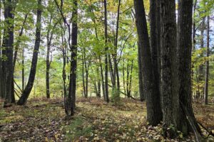 Recreational land for sale near Menominee in Marinette County, WI
