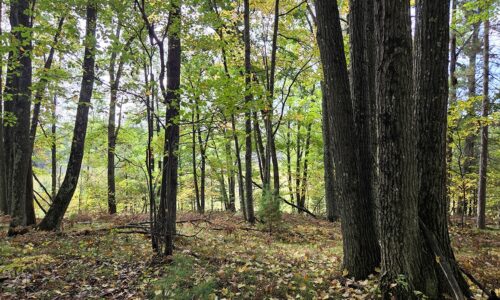 Recreational land for sale near Menominee in Marinette County, WI