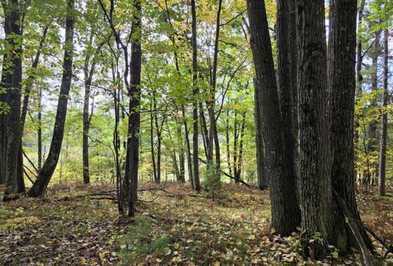 Recreational land for sale near Menominee in Marinette County, WI