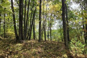 Recreational land for sale near Menominee in Marinette County, WI