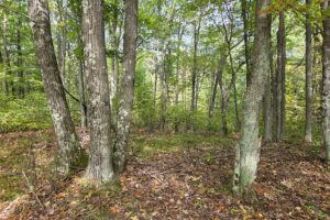 Recreational land for sale near Menominee in Marinette County, WI