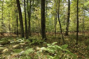 Recreational land for sale near Menominee in Marinette County, WI