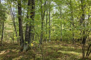 Recreational land for sale near Menominee in Marinette County, WI