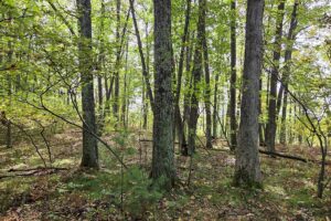 Recreational land for sale near Menominee in Marinette County, WI
