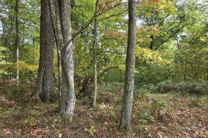 Buildable land for sale near Amberg, WI
