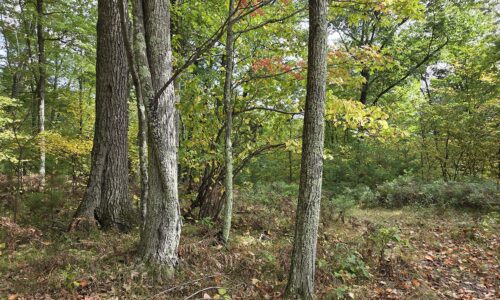 Buildable land for sale near Amberg, WI