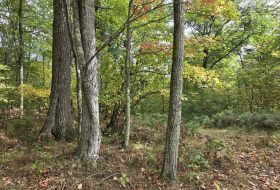 Buildable land for sale near Amberg, WI