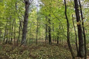 Buildable land for sale near Amberg, WI