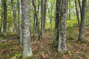 Buildable land for sale near Amberg, WI