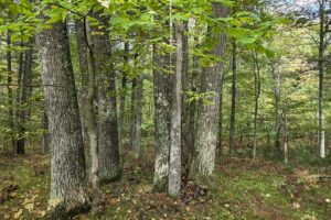 Buildable land for sale near Amberg, WI