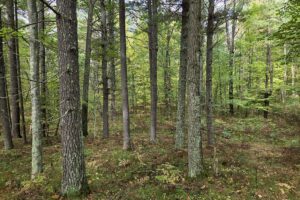 Buildable land for sale near Amberg, WI