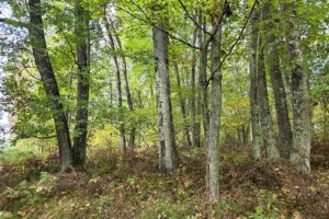 Buildable land for sale near Amberg, WI