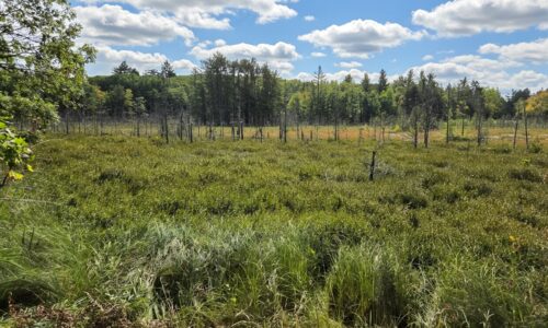 Buildable Northwoods land for sale near Amberg, WI!