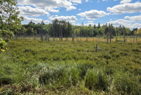 Buildable Northwoods land for sale near Amberg, WI!
